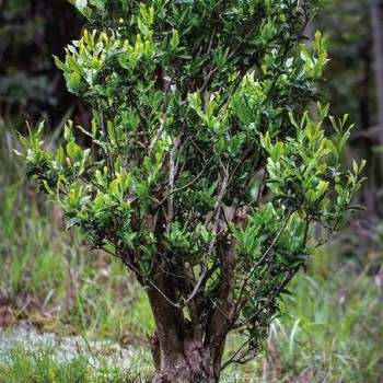 Encounter: Ancient Tea Trees in Wangcang