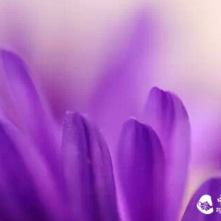 Have You Ever Tried Purple Tea? Meet Purple Tea, Encounter a Unique Light Purple Tea Aroma