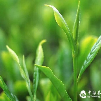 Which is more suitable for you, Jin Jun Mei or Da Hong Pao?