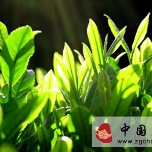 The Power of Brands: The Takeoff Path for Small and Medium Tea Enterprises