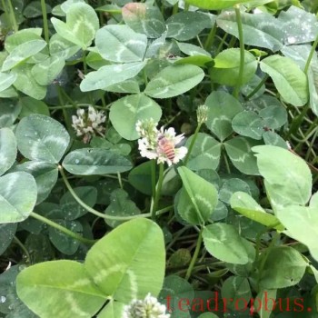 "Grass to Suppress Grass" Method: Intercropping White Clover in Tea Gardens