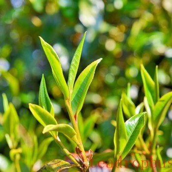 Lianfu Tea Mountain Boasts the "Purple Dragon"; Both Large and Small Trees Yield Fine Tea