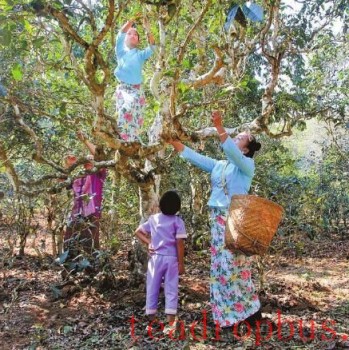 A Millennium-Old Tea Forest: The Evergreen Jingmai Mountain