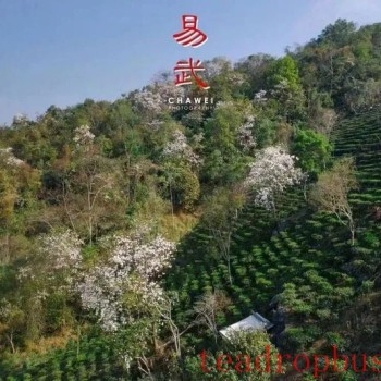 Yiwu Town: "Four Ones" Lead the Ancient Tea Mountain Industry to a New Look