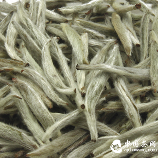 Common Professional Terminology for Fuding White Tea