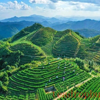 Anxi: The Capital of a Hundred Teas, Enriching the People with Each "Leaf"