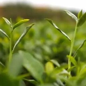 There is a good tea called "Tieguanyin Autumn Tea"