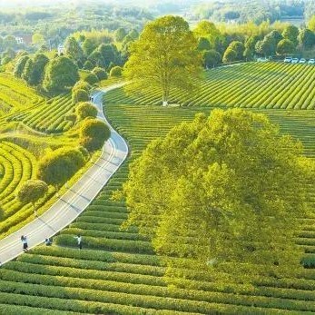 Jinjing Town: Breakthrough with Tea Industry for High Output and High Efficiency