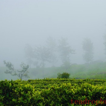 Green Tea Analysis: The Origin, Harvesting, and Taste of Mengding Ganlu