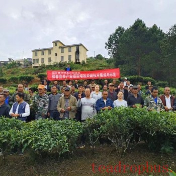 Lvchun County Conducts 2025 Autumn and Winter Tea Garden Technical Management Training