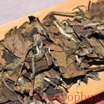 The Healthy Way to Enjoy Aged White Tea