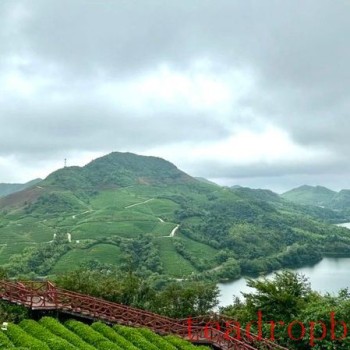 Douyun Maojian Blows the Assembly Whistle for Tea Exports!