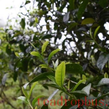 Features of Pasah Ancient Tree Tea