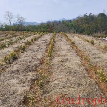 The "Tea Planting Gospel" of Jiuban Family Farm in Shengzhou City