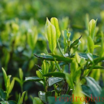 The Key Components in Tea That Alleviate Anxiety and Depression