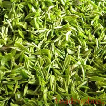 The Tea Processing of Xinyang Maojian