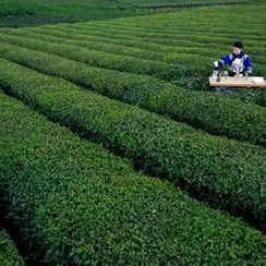Is Wild-Grown Tea Necessarily Bad?