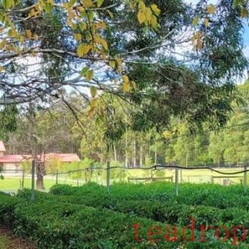 What's Steeping in Australia? Part 3