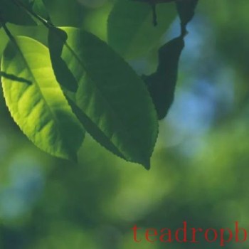 Talking Over a Cup of Pu-er: Exploring the Details of Pu-er Tea Production
