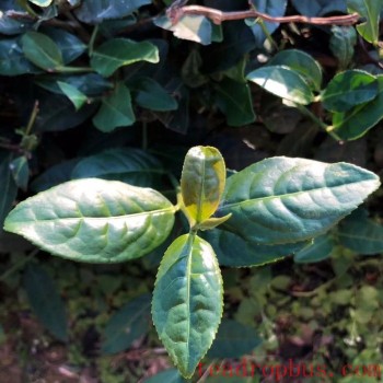 Growing and Processing of Anxi Tieguanyin