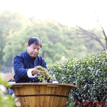 Complete Guide to Oolong Tea
