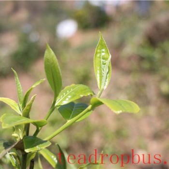 Lao Xu on Tea: What is the ideal altitude range for producing high-quality tea? Apart from Xigui, are there any other exceptional teas that defy conventional wisdom?