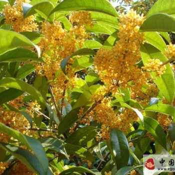 Osmanthus Tea Festival