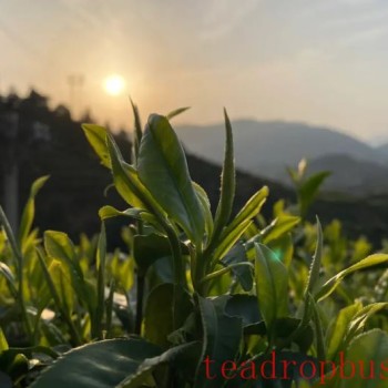 Where is Dahongpao tea produced?