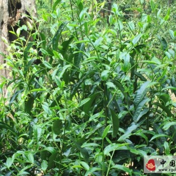 Introduction to the Morphological Characteristics of Tea Plants