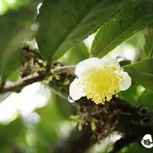 What Treasures Does Pu-erh Tea Hide?