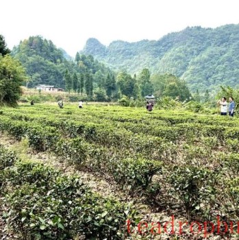 Maitan Heart-to-Heart Tea Specialized Cooperative: Busy with Winter and Autumn Tea Garden Management