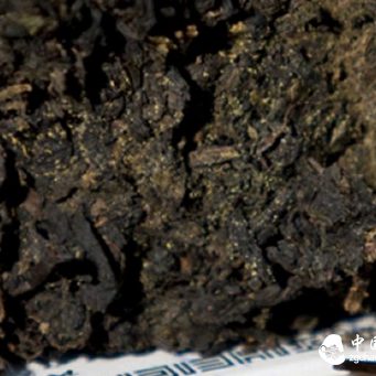 Why Does Fu Brick Tea Have Old Raw Materials and Many Stems?