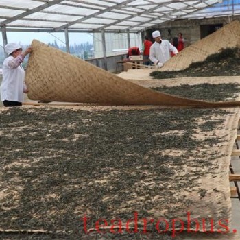 Sun-Drying: All Things Grow with the Sun, Pu-er Transforms with Sunlight
