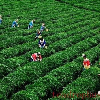 Duyun: Four Measures to Ensure Continuous Growth in Maojian Tea Sales