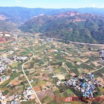 Gengma Mengjian: Small Sprouts Sketch a New Blueprint for High-Quality Development of Dazhai’s Tea Industry