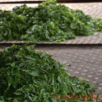 Kill-green: The Prelude to the Metamorphosis from Fresh Leaf to Tea