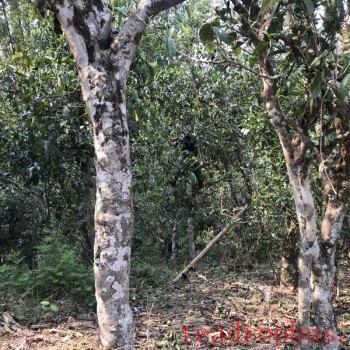 The Production Process of Pu-er Ancient Tree Spring Tea