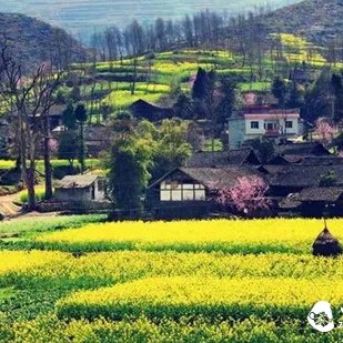 The Debate Between Spring Tea and Autumn Tea