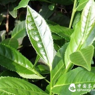 How Much Do You Know About the Life Tips of Tieguanyin Tea?
