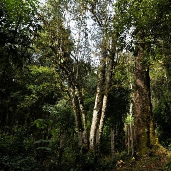 An Overview of the History and Culture of Menghai Pu-er Tea: Part II (The King of Tea Festival)