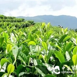 The Three Lives of Tea That Every Tea Drinker Should Know