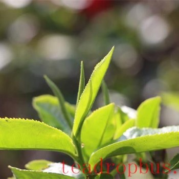 The Functions and Benefits of Tea Polyphenols
