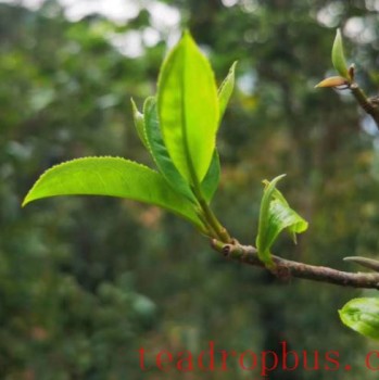 Mengku Great Snow Mountain: The Birthplace of Tea Trees and a Paradise for Flora and Fauna
