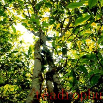 Tea Tales: The Homeland of Tea