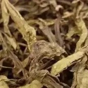 What are "Yellow Leaves" in Pu-erh Tea?