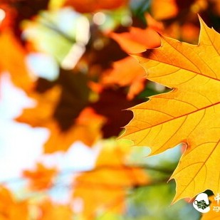 What Tea to Drink in Autumn for Dry Weather