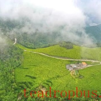 The Characteristics of Zhoushan Tea Gardens