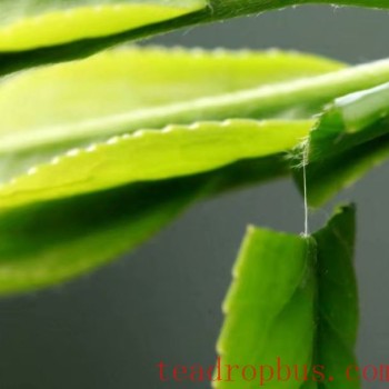 How to Protect Tea Plants from Cold and Freezing Conditions? Tips from the Silk Cotton Tea Industry Alliance