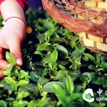 It is said that 90% of people don't know!! About Pu-erh tea, you still need to learn with an open mind!