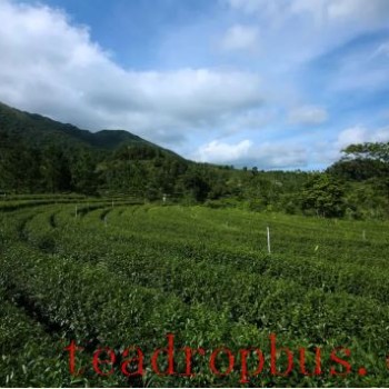 Eco-Farming Yields Rich Tea Aroma! Savor the Scents, Encounter the “ShenZhen Quality” Tea on High Mountains